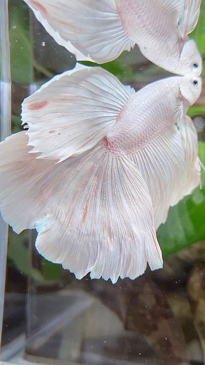 XL HALFMOON ROSETAIL WHITE PLATINUM BETTA FISH