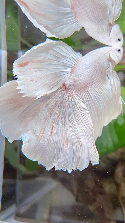 XL HALFMOON ROSETAIL WHITE PLATINUM BETTA FISH