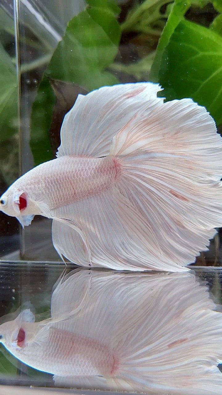 XL HALFMOON ROSETAIL WHITE PLATINUM BETTA FISH