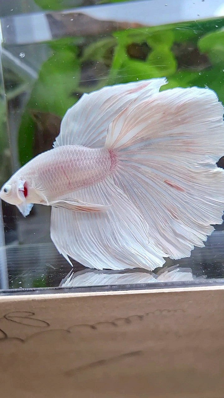 XL HALFMOON ROSETAIL WHITE PLATINUM BETTA FISH