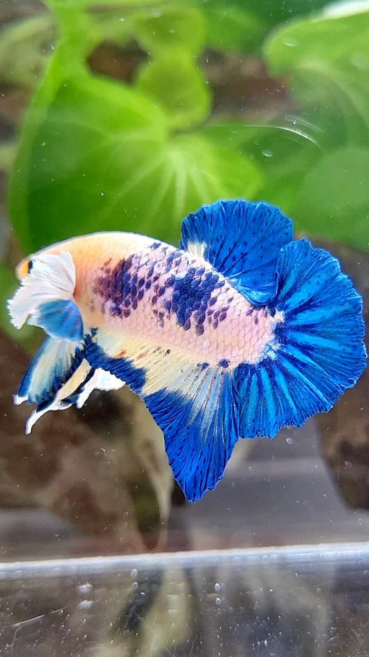 PLAKAT DUMBO EAR BLUE RIM MARBLE BETTA FISH