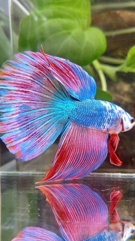 GIANT HALFMOON TOTAL 7,5CM+ BLUE PINK PURPLE FANCY MULTICOLOR BETTA FISH