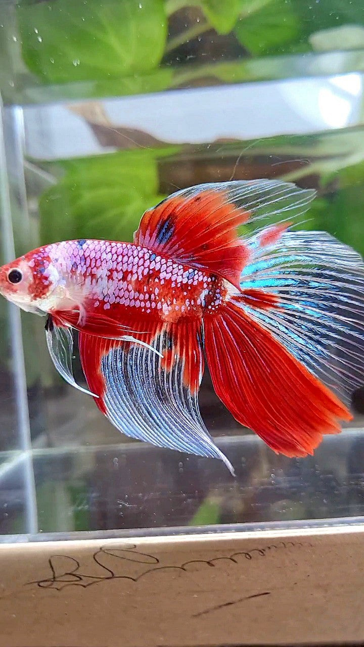 LUXURY GIANT HALFMOON TOTAL 8,5CM+ RED FANCY WHITE MULTICOLOR BETTA FISH