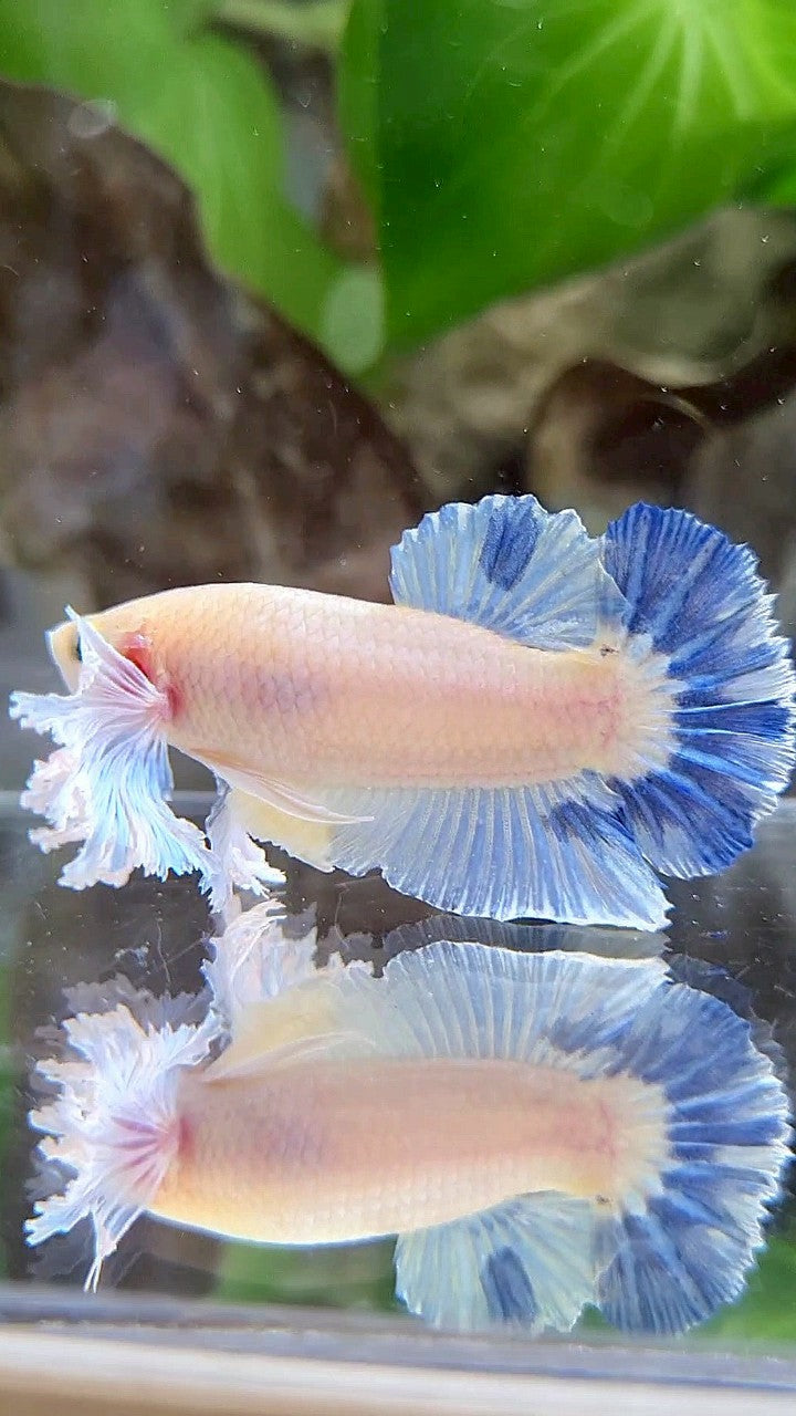 PLAKAT DUMBO EAR BLUE RIM BETTA FISH