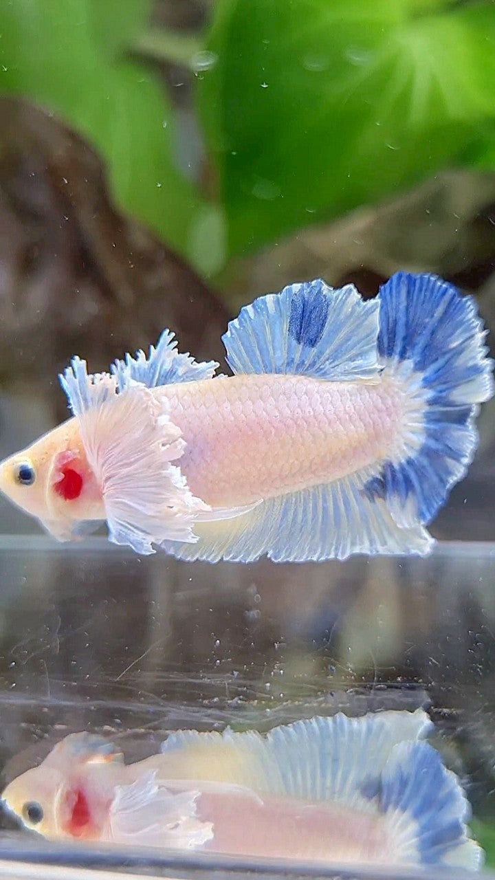 PLAKAT DUMBO EAR BLUE RIM BETTA FISH