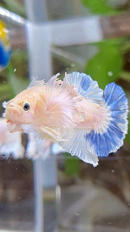 PLAKAT DUMBO EAR BLUE RIM BETTA FISH