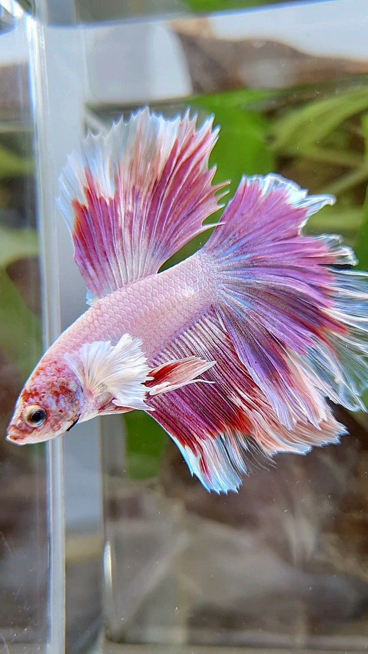 HALFMOON DUMBO EAR RED PATTERN BETTA FISH