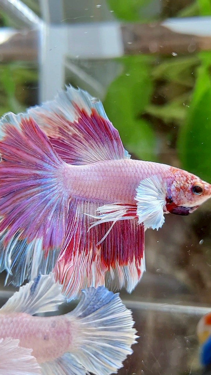 HALFMOON DUMBO EAR RED PATTERN BETTA FISH