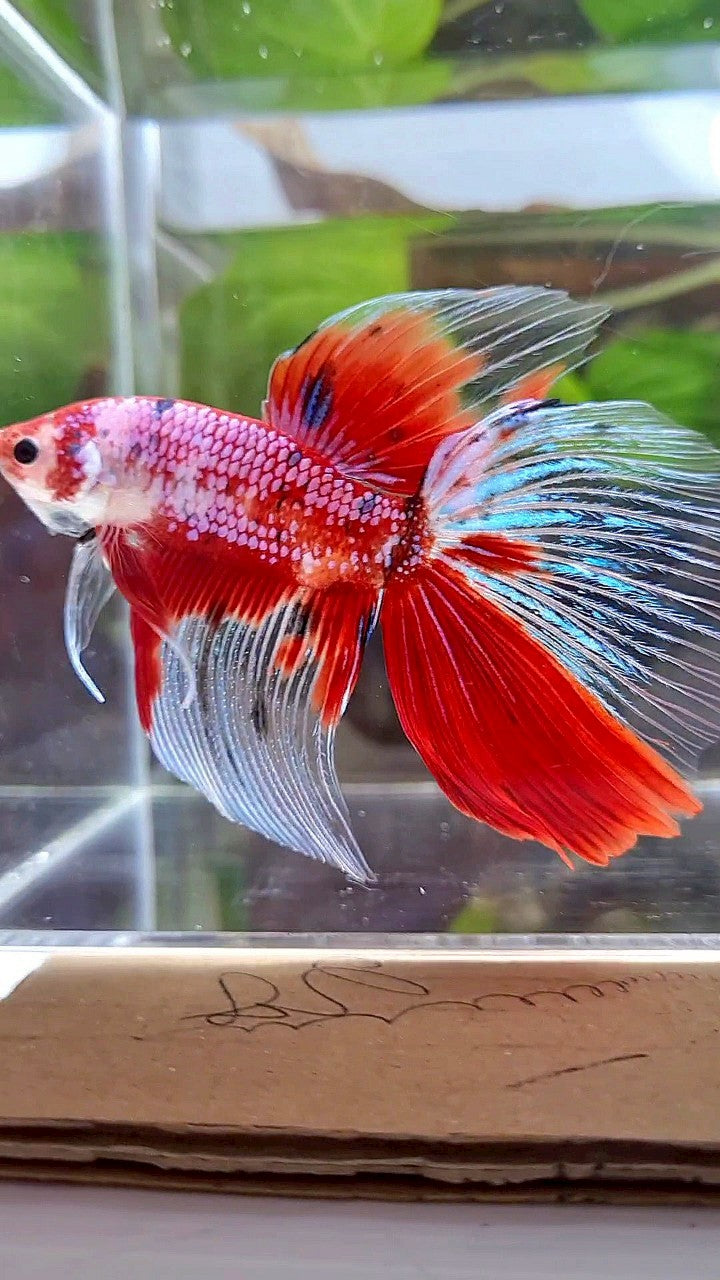 LUXURY GIANT HALFMOON TOTAL 8,5CM+ RED FANCY WHITE MULTICOLOR BETTA FISH