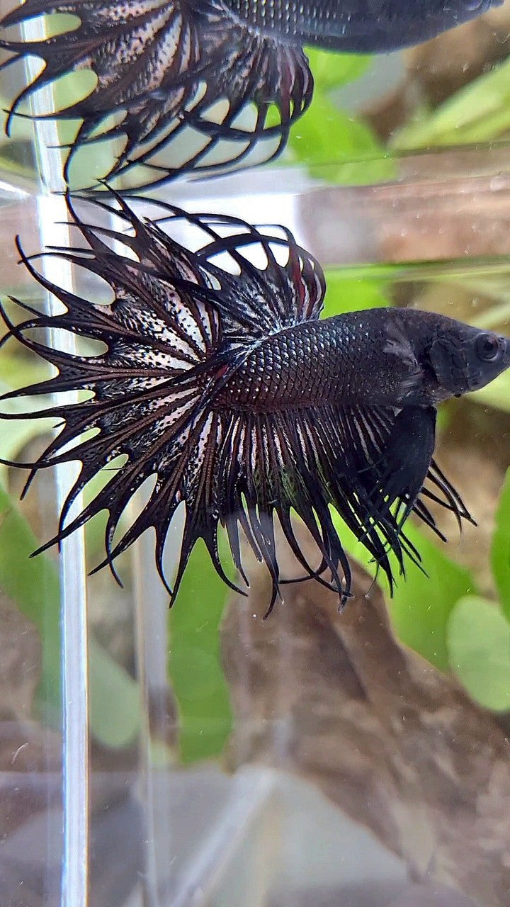 LUXURY KING CROWNTAIL BLACK COPPER BETTA FISH