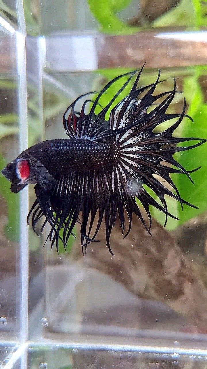 LUXURY KING CROWNTAIL BLACK COPPER BETTA FISH