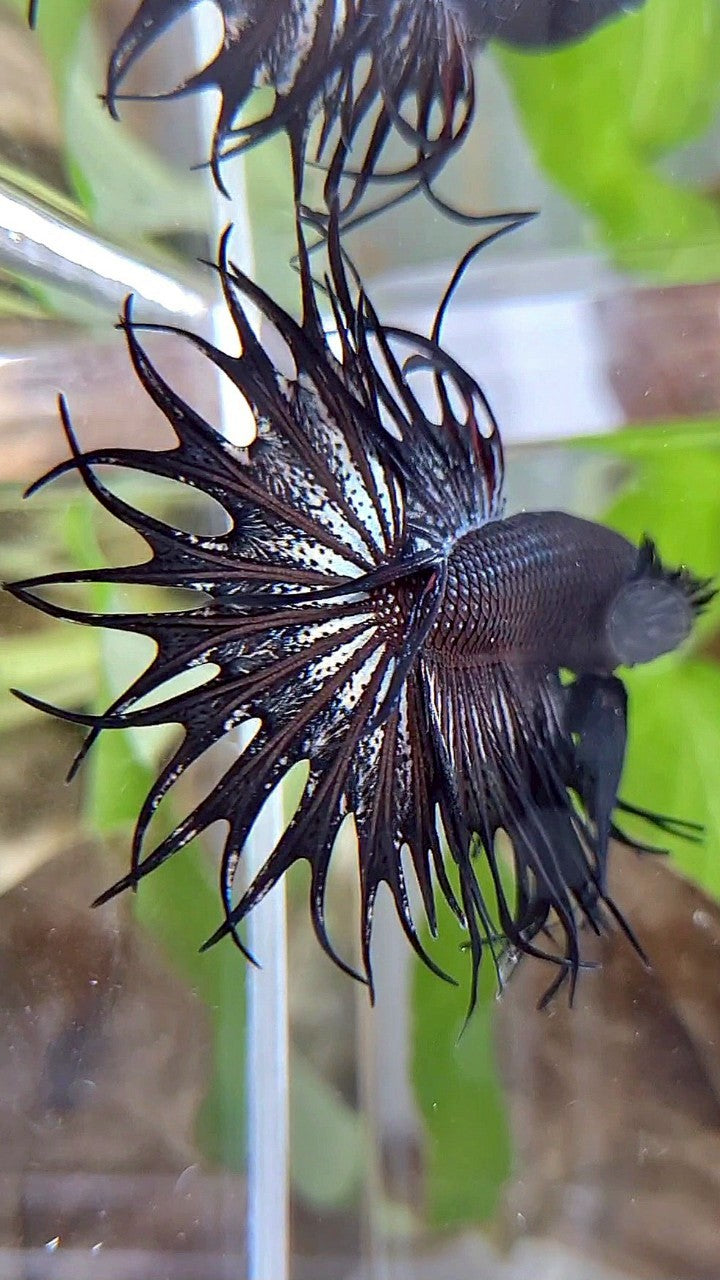 LUXURY KING CROWNTAIL BLACK COPPER BETTA FISH