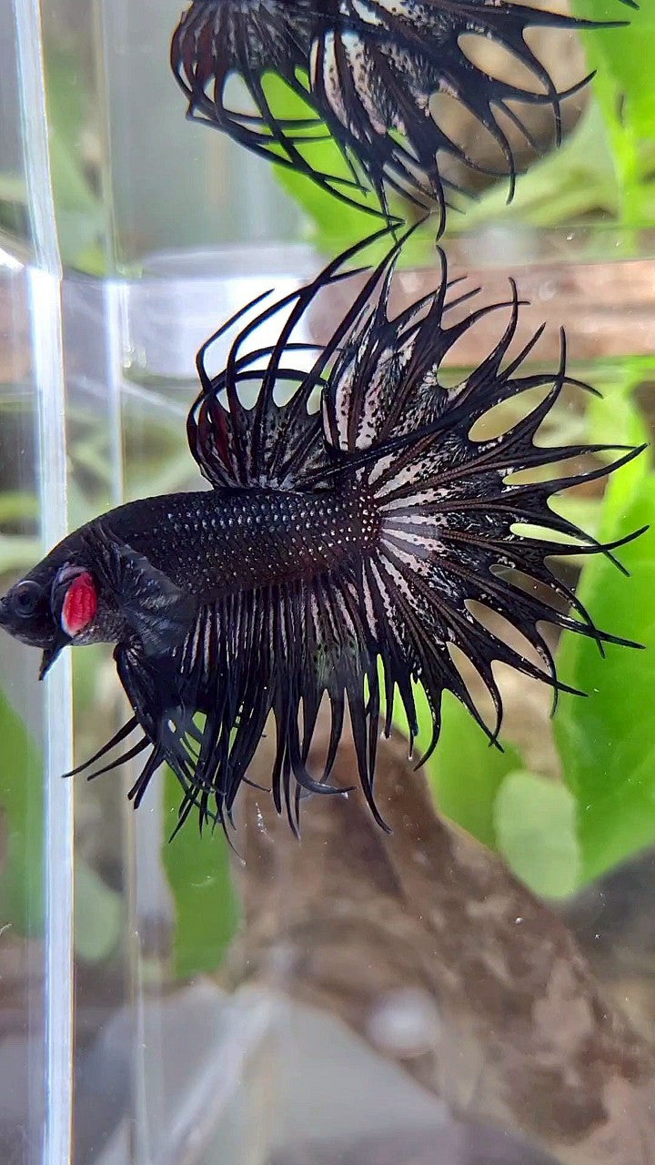 LUXURY KING CROWNTAIL BLACK COPPER BETTA FISH