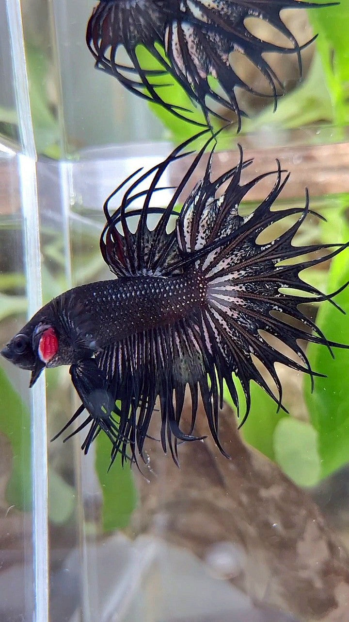 LUXURY KING CROWNTAIL BLACK COPPER BETTA FISH