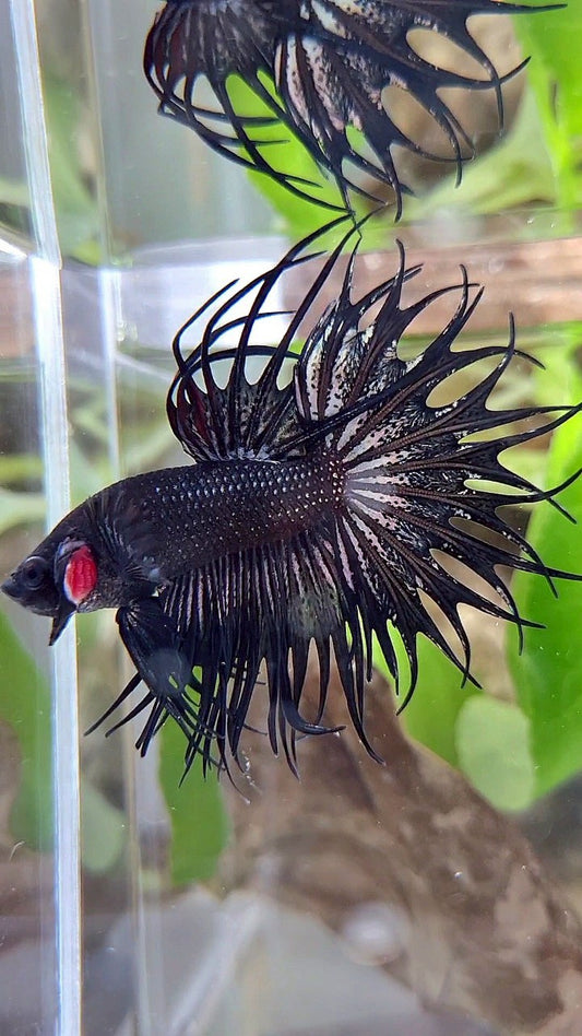 LUXURY KING CROWNTAIL BLACK COPPER BETTA FISH