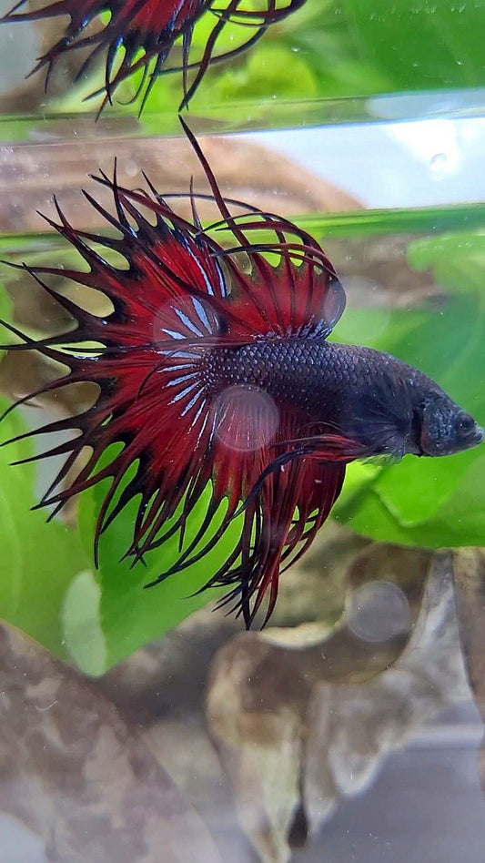 LUXURY KING CROWNTAIL BLACK VAMPIRE RED BETTA FISH