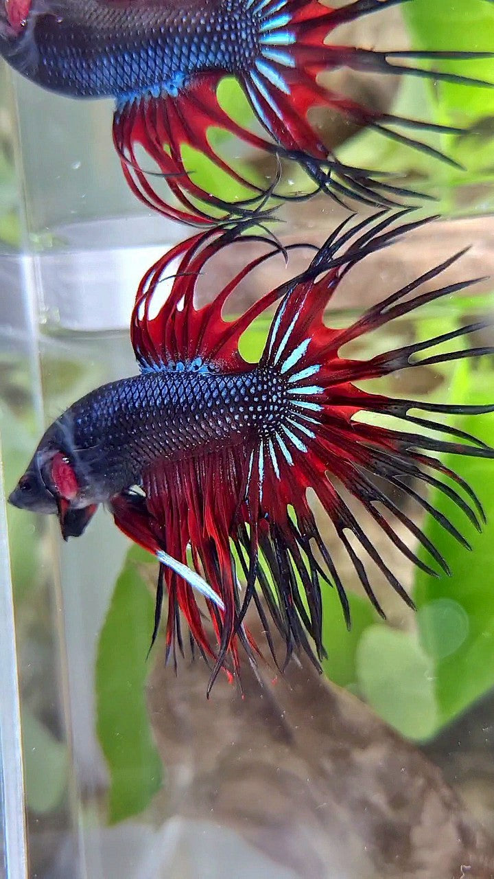 CROWNTAIL BLACK RED VAMPIRE PATTERN BETTA FISH