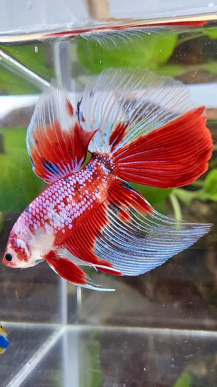 LUXURY GIANT HALFMOON TOTAL 8,5CM+ RED FANCY WHITE MULTICOLOR BETTA FISH