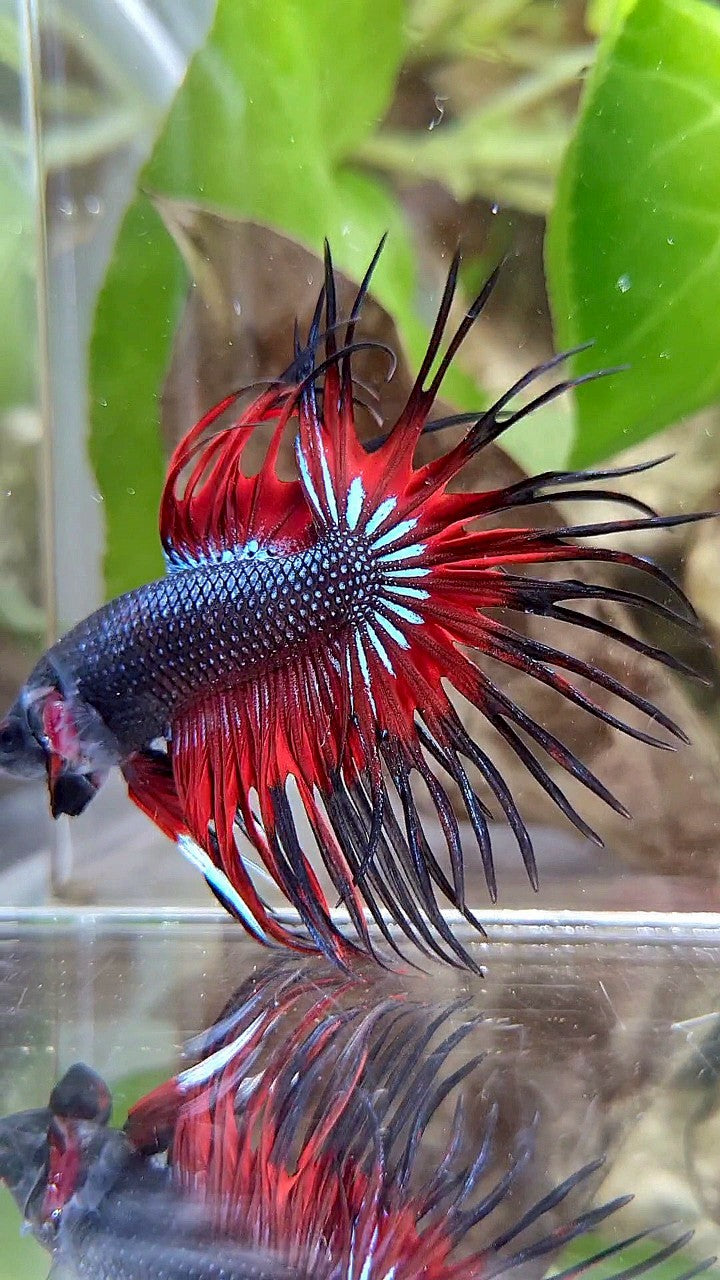 CROWNTAIL BLACK RED VAMPIRE PATTERN BETTA FISH