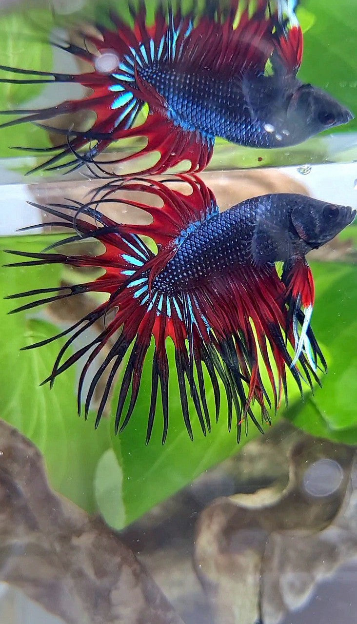 CROWNTAIL BLACK RED VAMPIRE PATTERN BETTA FISH