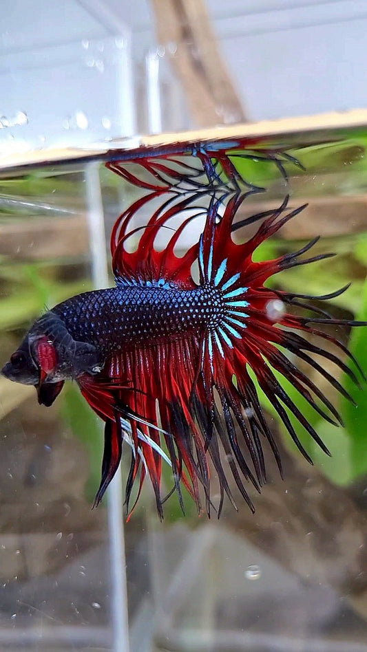 CROWNTAIL BLACK RED VAMPIRE PATTERN BETTA FISH