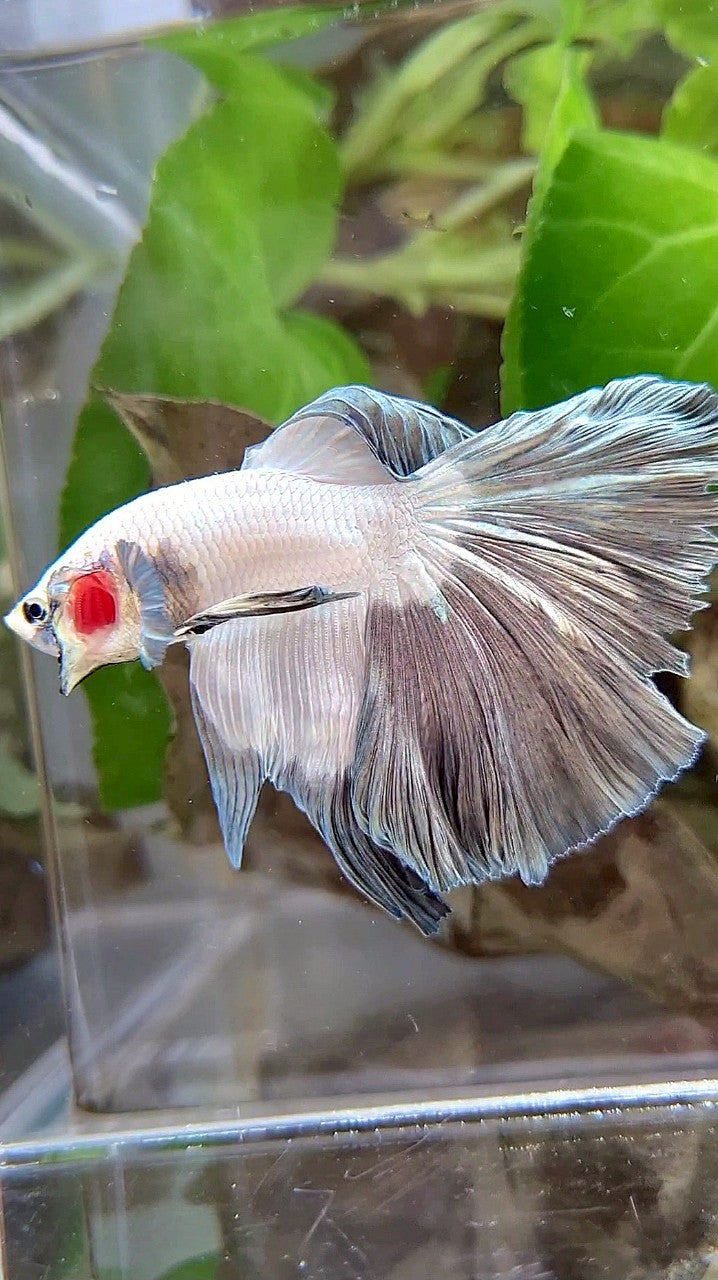HALFMOON COPPER RIM BETTA FISH