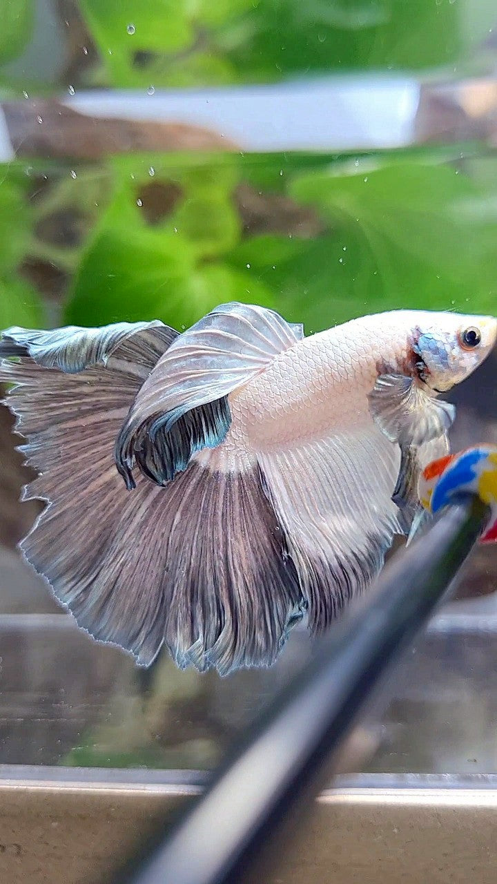 HALFMOON COPPER RIM BETTA FISH