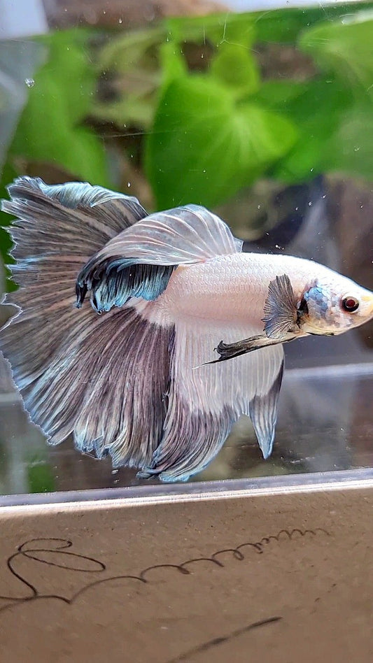 HALFMOON COPPER RIM BETTA FISH