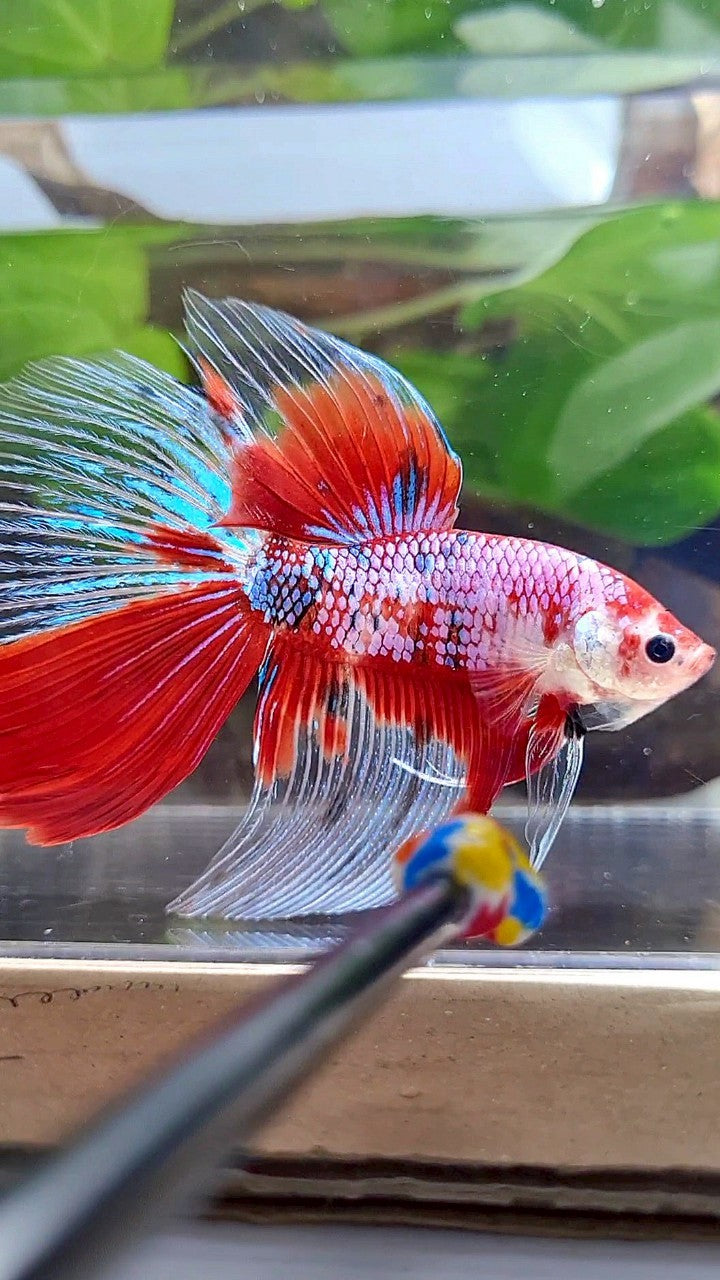LUXURY GIANT HALFMOON TOTAL 8,5CM+ RED FANCY WHITE MULTICOLOR BETTA FISH
