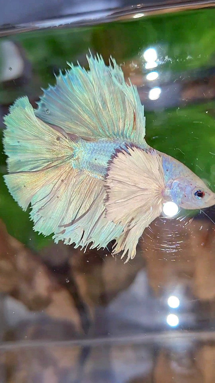 LUXURY KING ROSETAIL HALFMOON DOUBLE TAIL SUPER DUMBO EAR WHITE UNICORN BETTA FISH