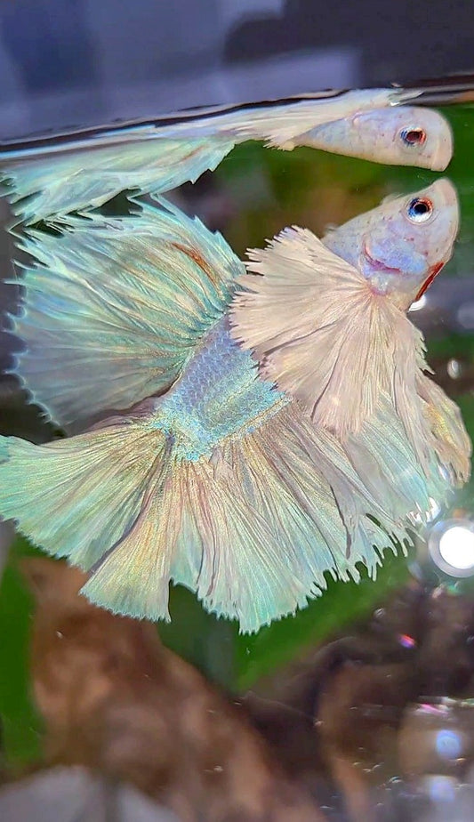 LUXURY KING ROSETAIL HALFMOON DOUBLE TAIL SUPER DUMBO EAR WHITE UNICORN BETTA FISH