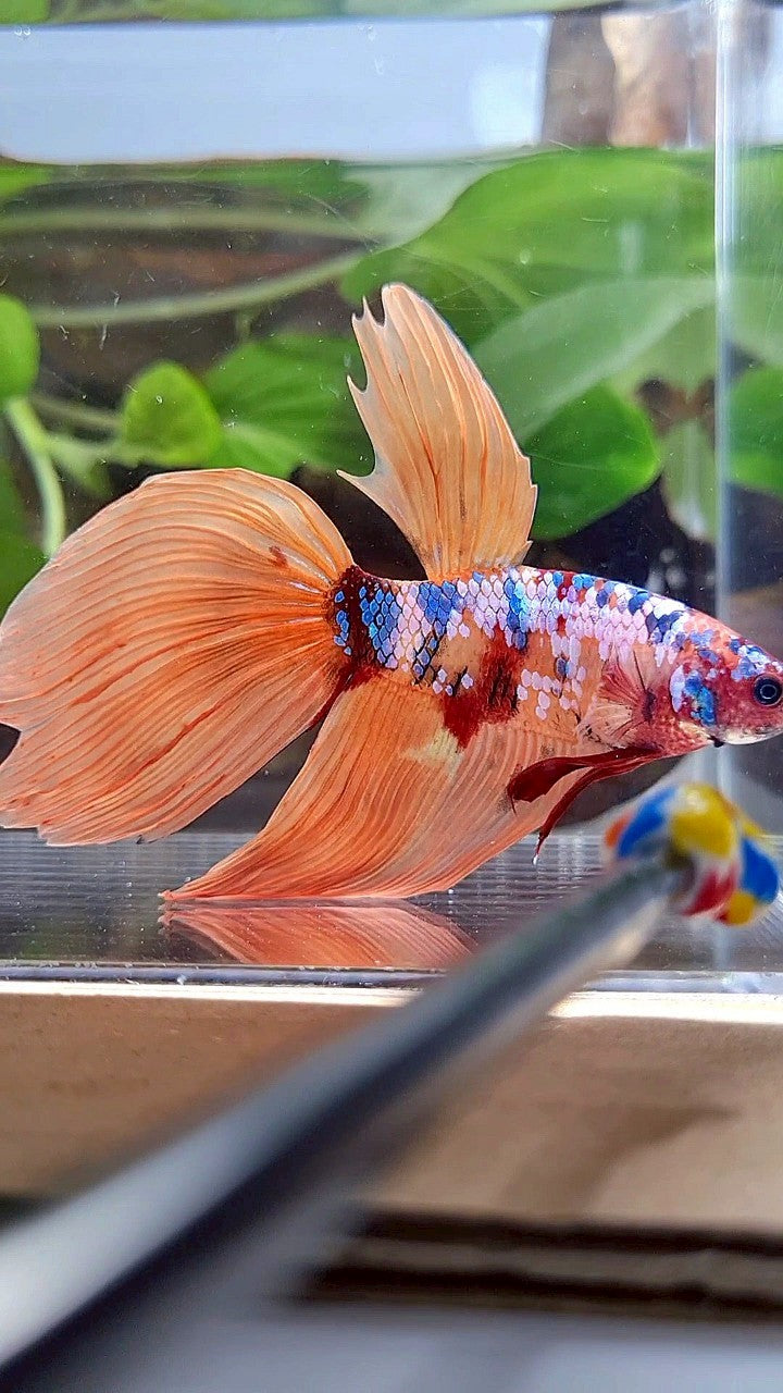 GIANT VEILTAIL DELTA TOTAL 8,5CM+ ORANGE GALAXY MULTICOLOR BETTA FISH