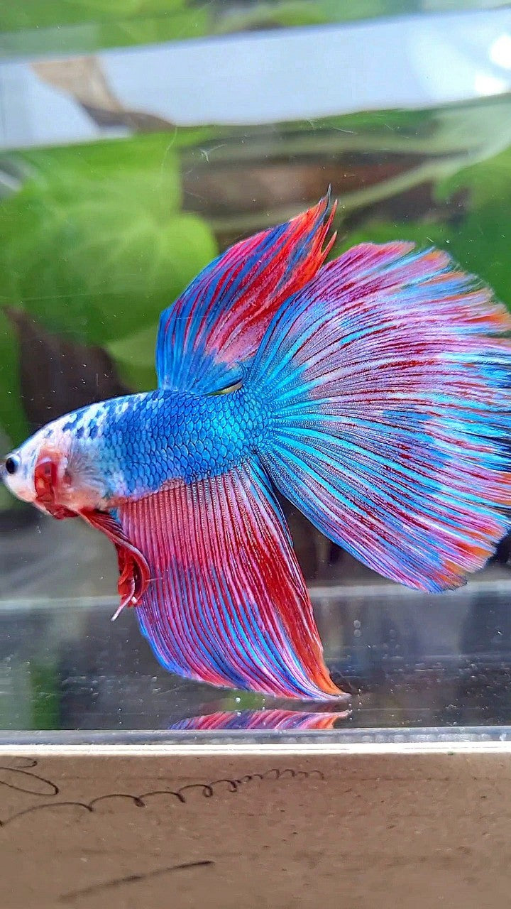 GIANT HALFMOON TOTAL 7,5CM+ BLUE PINK PURPLE FANCY MULTICOLOR BETTA FISH