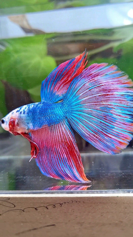 GIANT HALFMOON TOTAL 7,5CM+ BLUE PINK PURPLE FANCY MULTICOLOR BETTA FISH