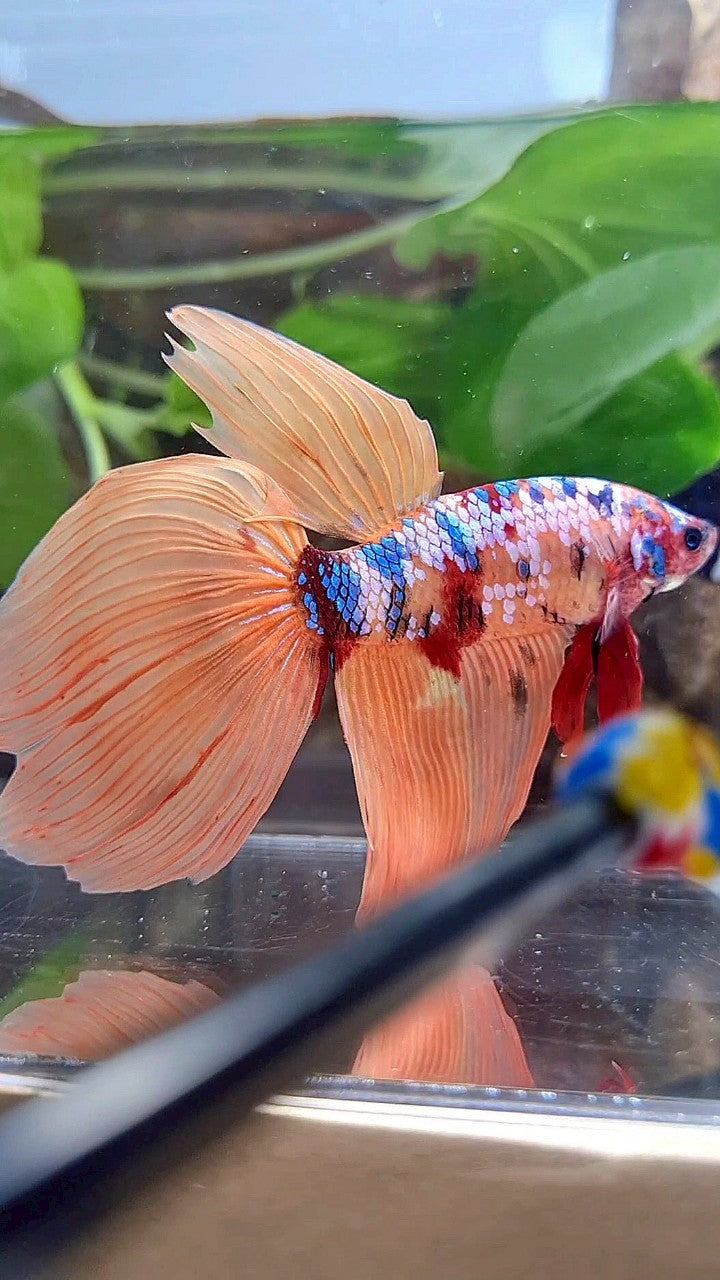 GIANT VEILTAIL DELTA TOTAL 8,5CM+ ORANGE GALAXY MULTICOLOR BETTA FISH