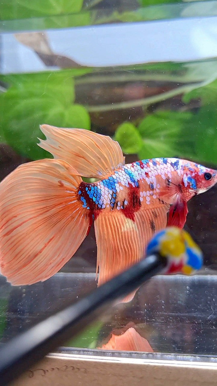 GIANT VEILTAIL DELTA TOTAL 8,5CM+ ORANGE GALAXY MULTICOLOR BETTA FISH
