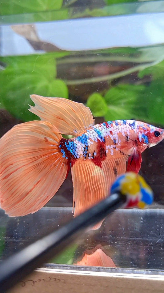 GIANT VEILTAIL DELTA TOTAL 8,5CM+ ORANGE GALAXY MULTICOLOR BETTA FISH