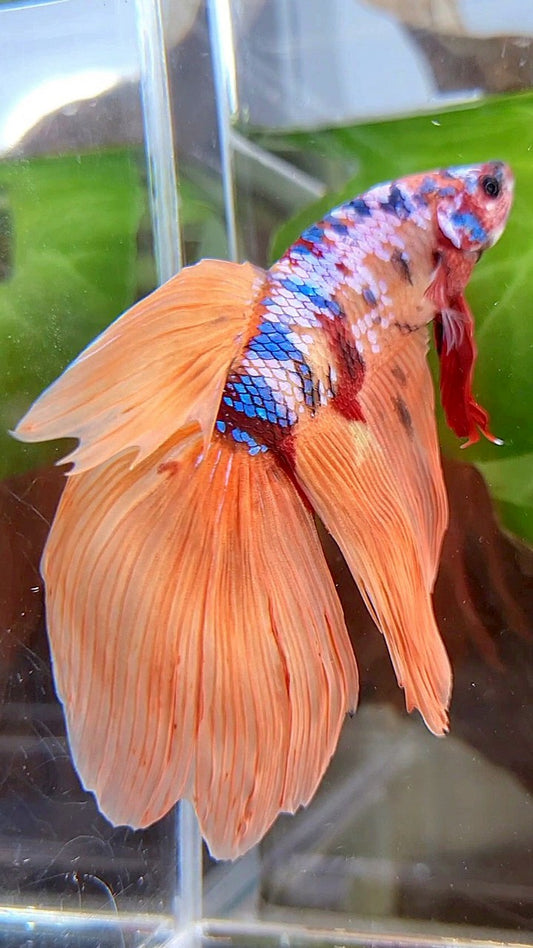 GIANT VEILTAIL DELTA TOTAL 8,5CM+ ORANGE GALAXY MULTICOLOR BETTA FISH