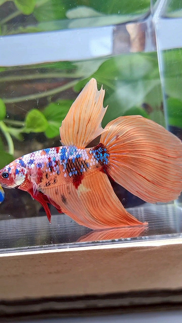 GIANT VEILTAIL DELTA TOTAL 8,5CM+ ORANGE GALAXY MULTICOLOR BETTA FISH