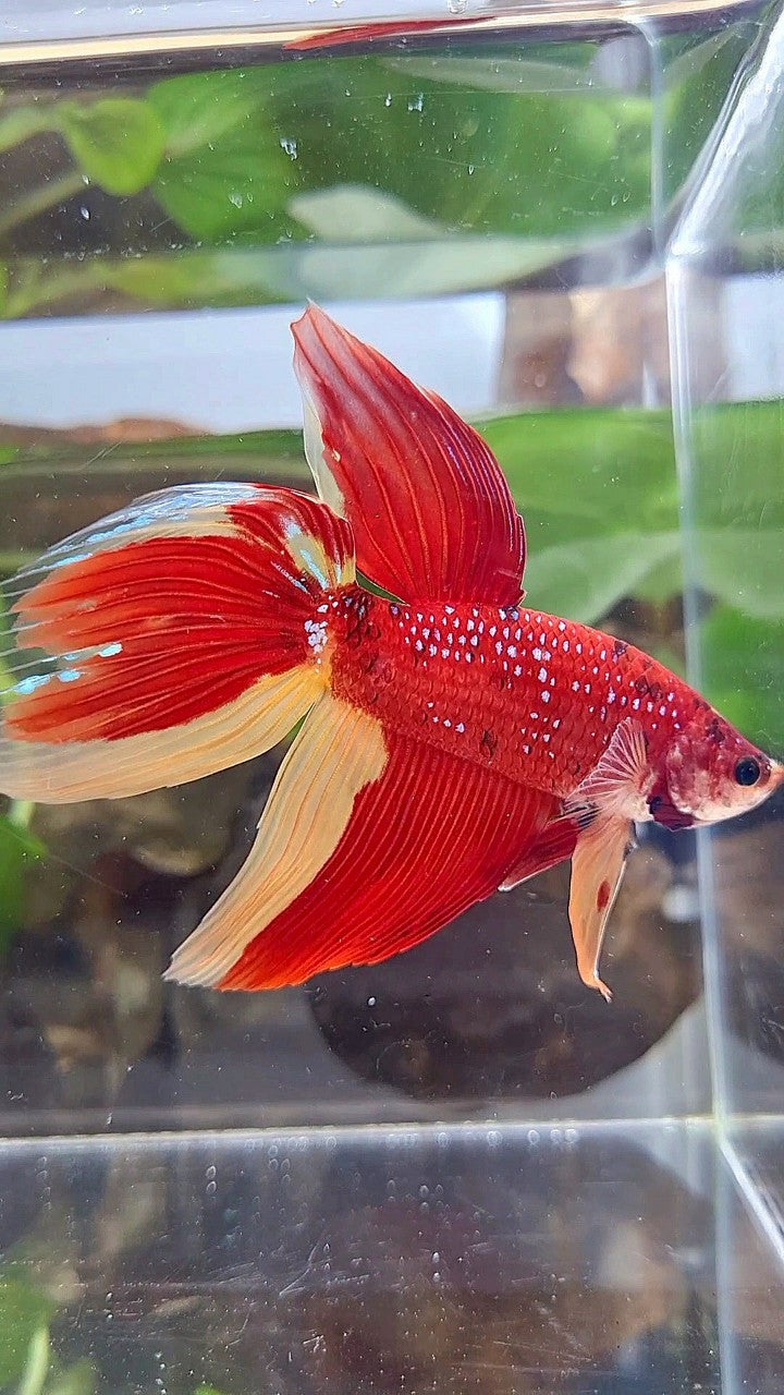 LUXURY GIANT VEILTAIL TOTAL 8CM+ RED YELLOW PATTERN MULTICOLOR BETTA FISH