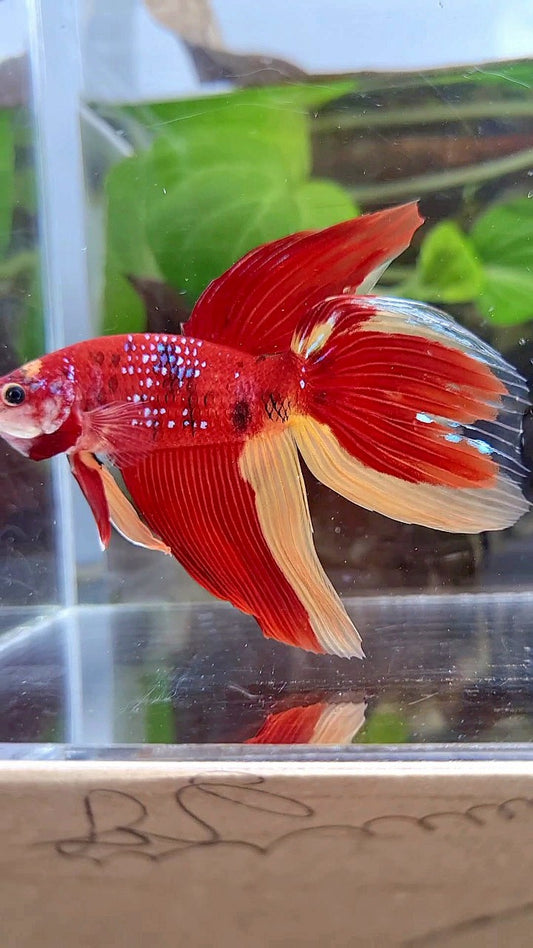 LUXURY GIANT VEILTAIL TOTAL 8CM+ RED YELLOW PATTERN MULTICOLOR BETTA FISH