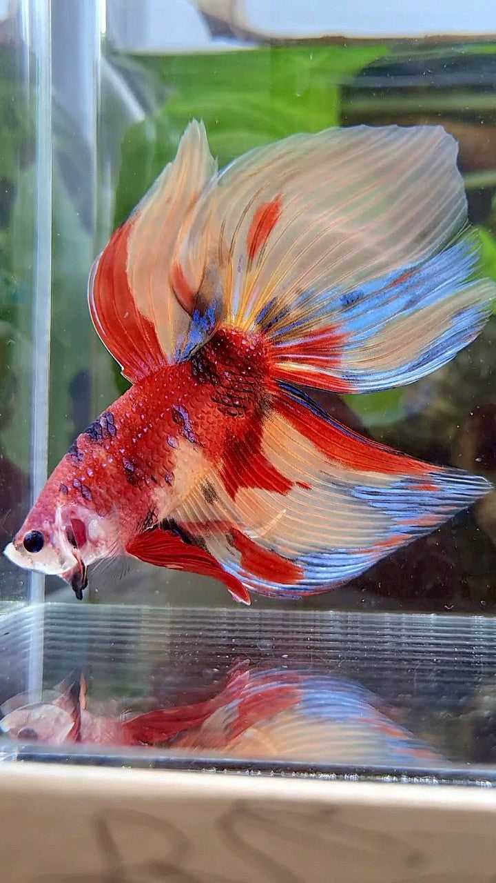 LUXURY GIANT VEILTAIL TOTAL 8CM+ ORANGE RED NEMO CLASSIC MULTICOLOR BETTA FISH
