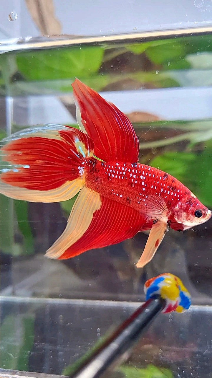 LUXURY GIANT VEILTAIL TOTAL 8CM+ RED YELLOW PATTERN MULTICOLOR BETTA FISH