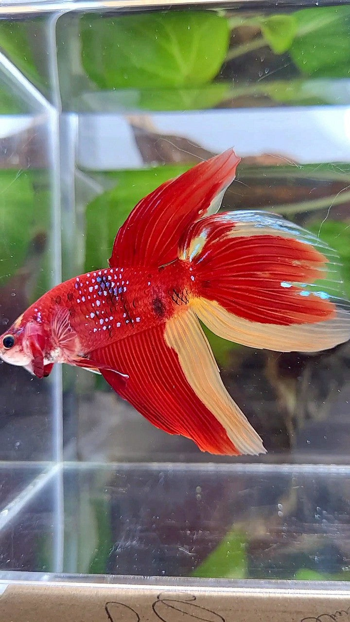 LUXURY GIANT VEILTAIL TOTAL 8CM+ RED YELLOW PATTERN MULTICOLOR BETTA FISH