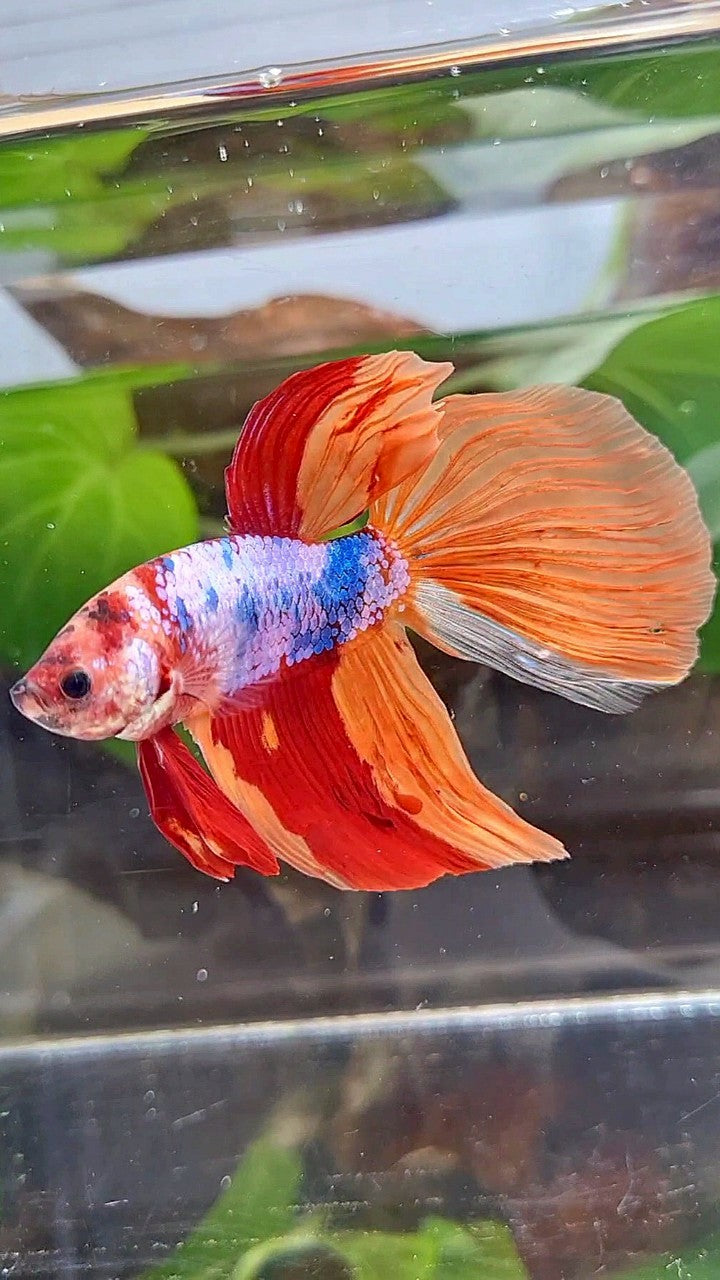 GIANT VEILTAIL DELTA TOTAL 7,5CM+ ORANGE CANDY MULTICOLOR BETTA FISH