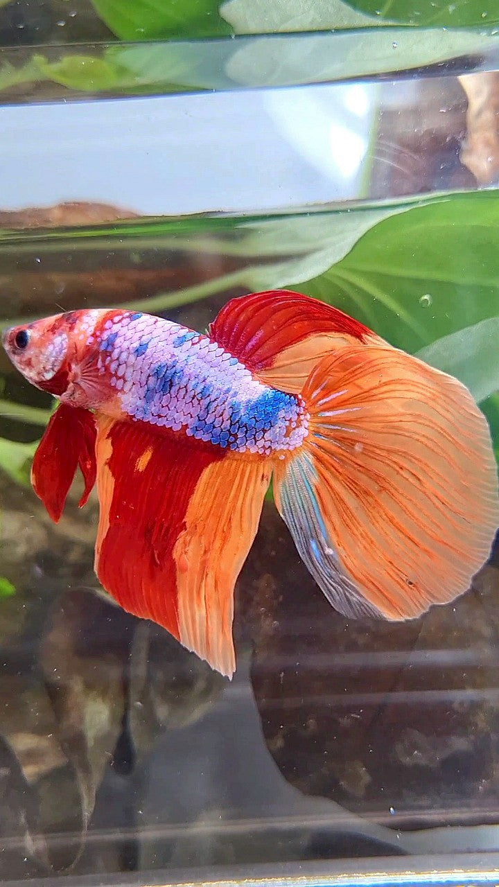 GIANT VEILTAIL DELTA TOTAL 7,5CM+ ORANGE CANDY MULTICOLOR BETTA FISH