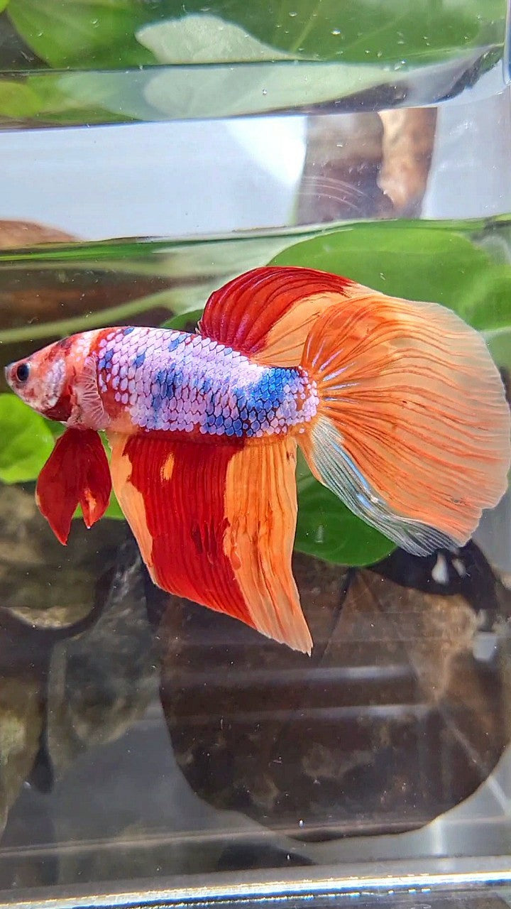 GIANT VEILTAIL DELTA TOTAL 7,5CM+ ORANGE CANDY MULTICOLOR BETTA FISH
