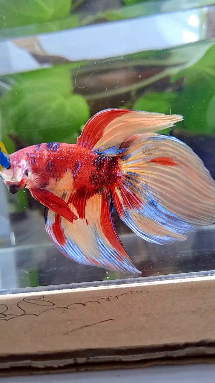 LUXURY GIANT VEILTAIL TOTAL 8CM+ ORANGE RED NEMO CLASSIC MULTICOLOR BETTA FISH