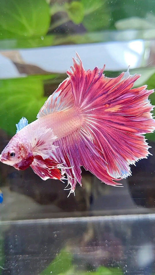 HALFMOON DUMBO EAR PINK PURPLE UNICORN BETTA FISH