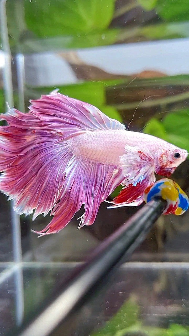 HALFMOON DUMBO EAR PINK PURPLE UNICORN BETTA FISH